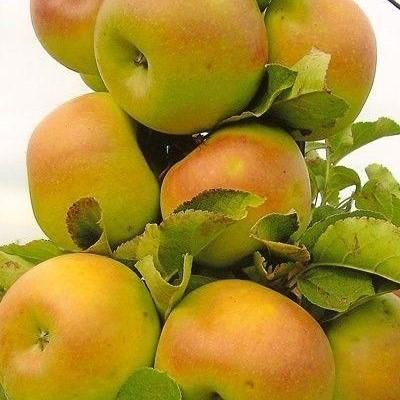 Яблоня "Искра"