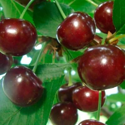 Вишня "Призвание"