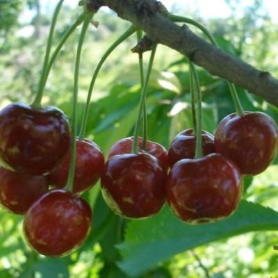 Вишня "Шпанка"