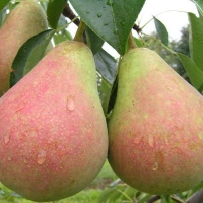 Груша "Виктория"