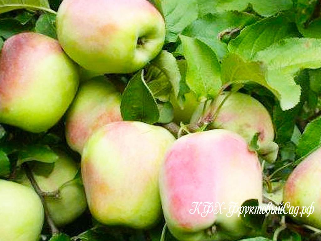 Яблоня "Память Есаула"