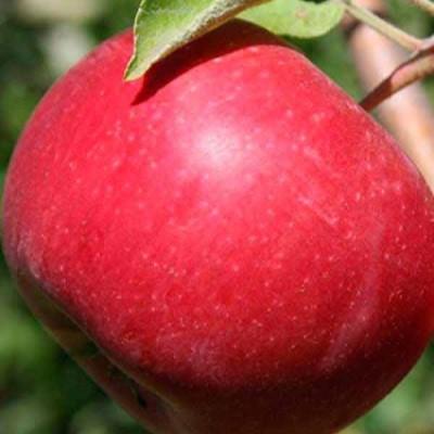 Яблоня "Энтерпрайз