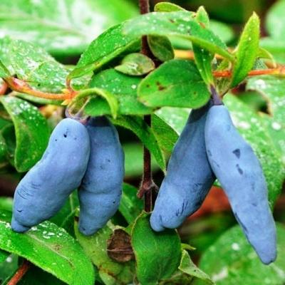 Жимолость "Дочь Великана"