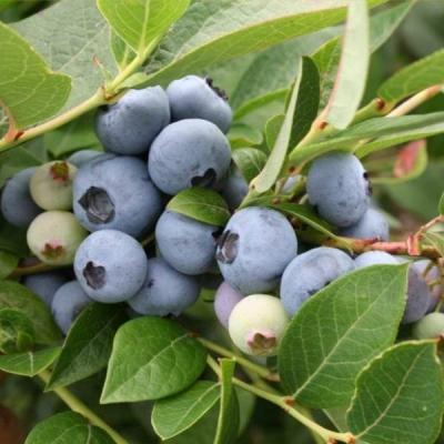 Голубика "Брегитта Блю"