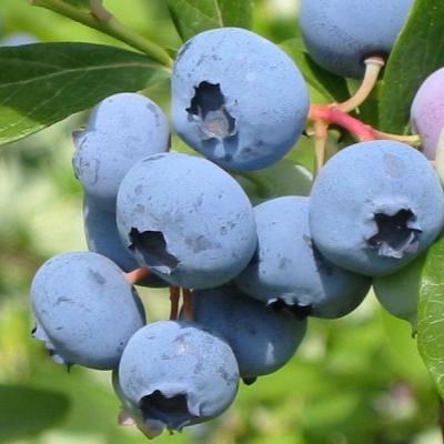 Голубика "Блюкроп"