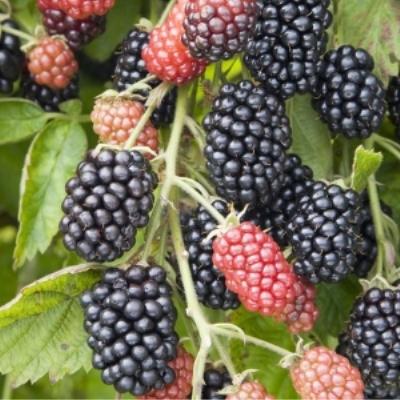 Ежевика "Небеса Могут Подождать"