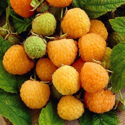 Малина "Желтый Гигант"