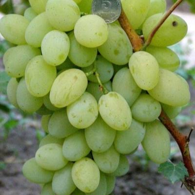 Виноград "Деметра"