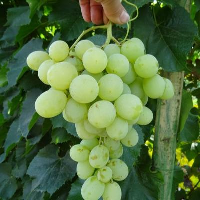 Виноград "Антоний Великий"