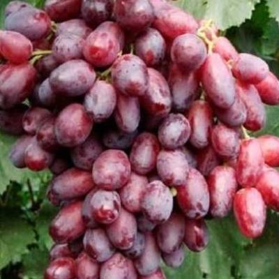 Виноград "Потомок Ризамата"