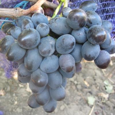 Виноград "Мавр"