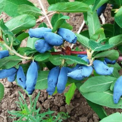 Жимолость "Сильгинка"