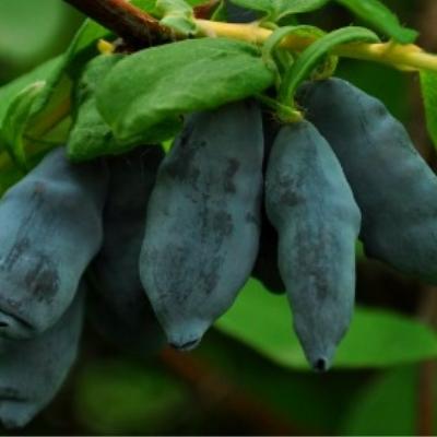 Жимолость "Мамонтенок"