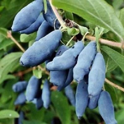 Жимолость "Восторг"