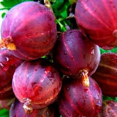 Крыжовник "Консул"