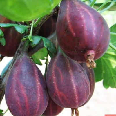 Крыжовник "Серенада"