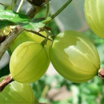 Крыжовник "Гроссуляр"