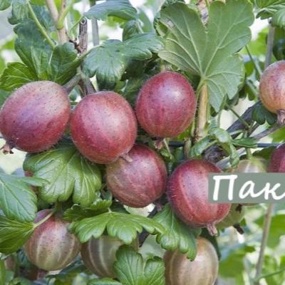 Крыжовник "Пакс"