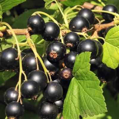 Смородина черная "Поэзия"