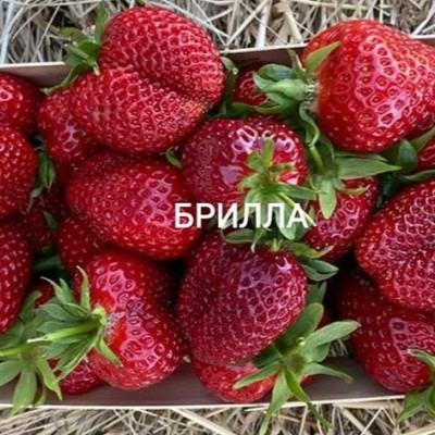 Клубника "Брилла"