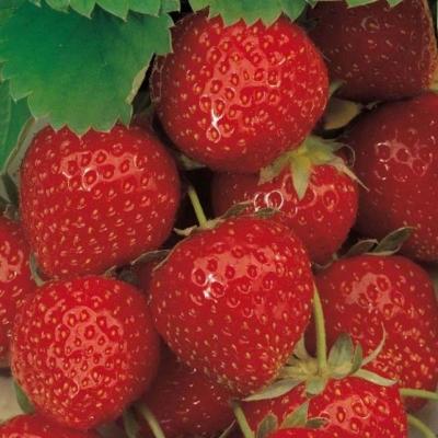 Клубника "Эльсанта"