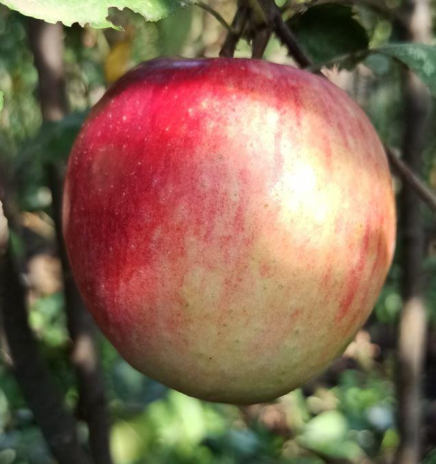 Яблоня "Заря Ставрополья"