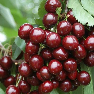 Черешня "Скина"