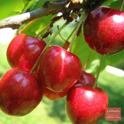 Черешня "Космическая"