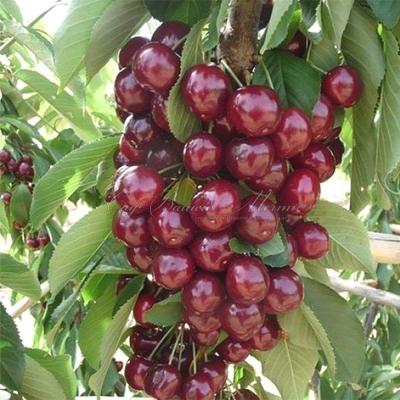 Вишня "Восторг" (колоновидная)