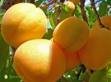 Абрикос "Кишиневский ранний"