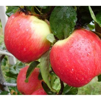 Яблоня "Пирос"