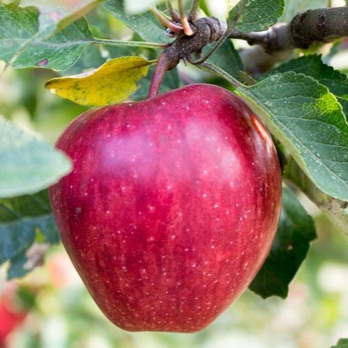 Яблоня "Саммерред"