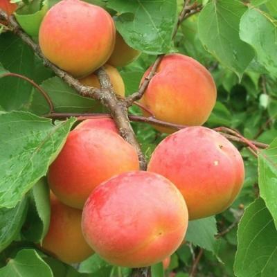 Абрикос "Киото"