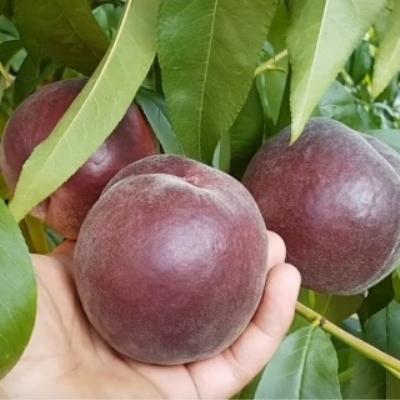 Персик "Роял Маджестик"