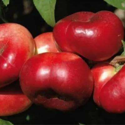 Нектарин "Донат" (инжирный)