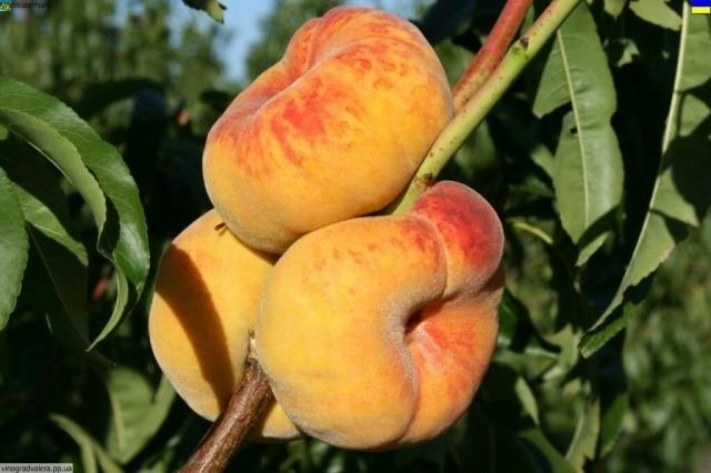 Персик "Бельмондо" (инжирный)