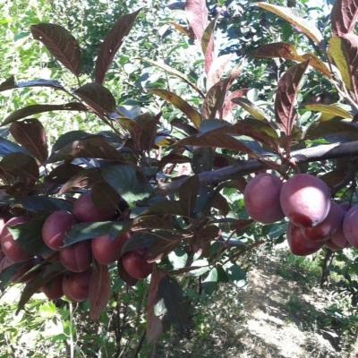 Алыча "Лыхны"