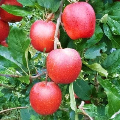 Яблоня "Гала Девил"