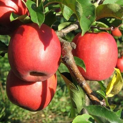 Яблоня "Пинк леди"