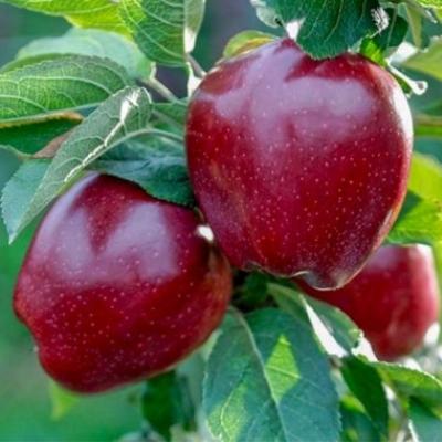 Яблоня "Ред чиф"