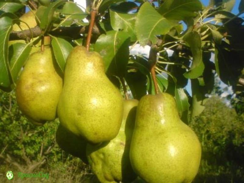 Груша  "Реале Туринская"