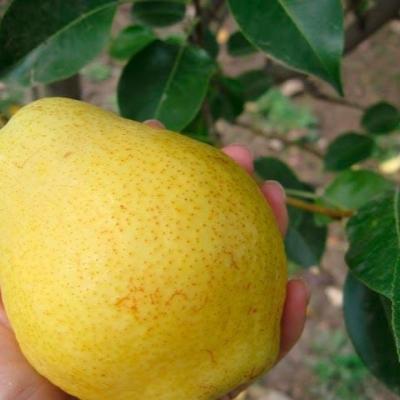 Груша "Киффер"