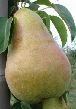 Груша "Гюльшан"