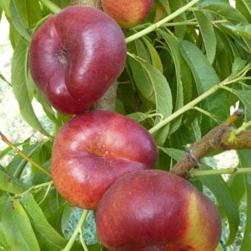 Нектарин "Концеттина"