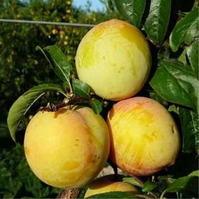 Слива "Голден Плумза"