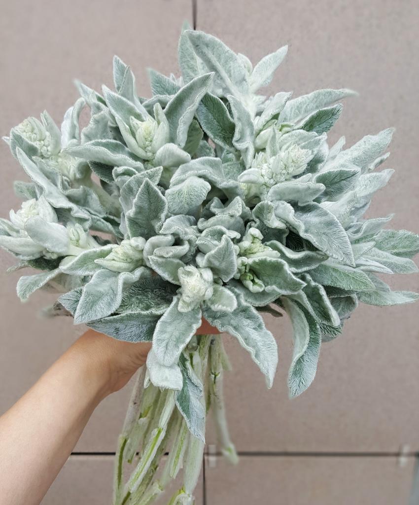 Стабилизация чистеца