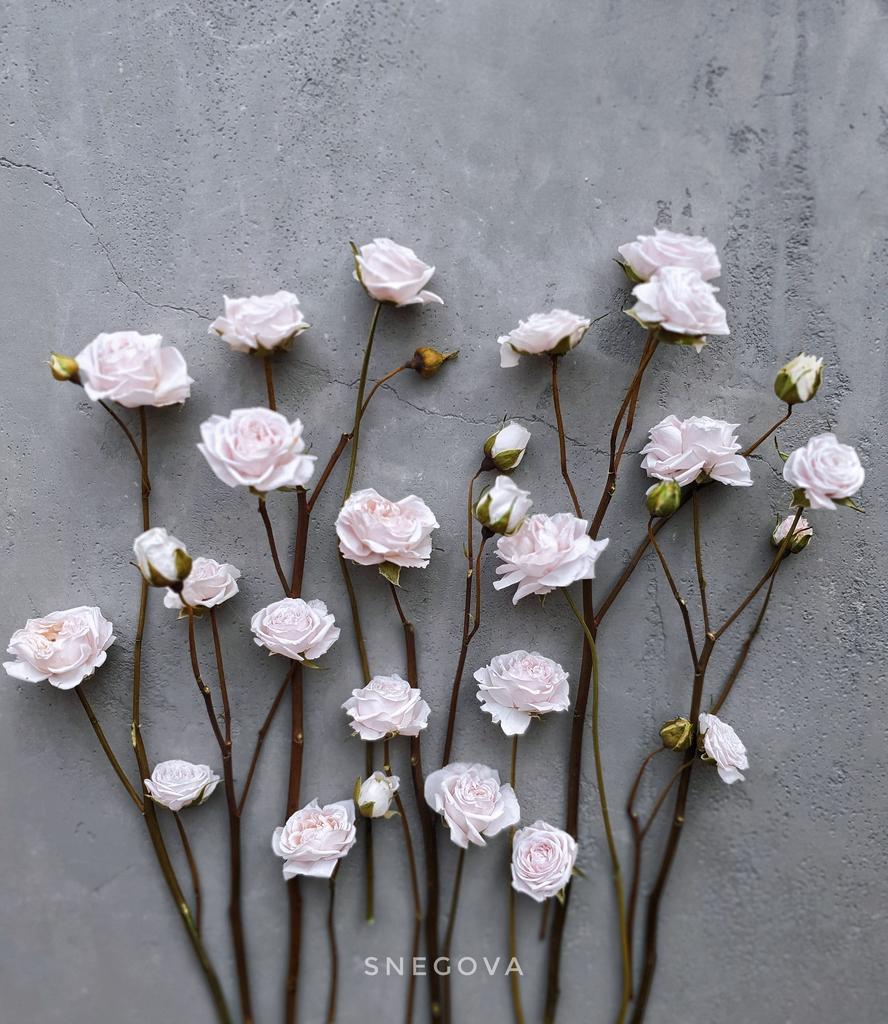 КУРС ОЛЬГИ СНЕГОВОЙ "ВСЕ О РОЗАХ"