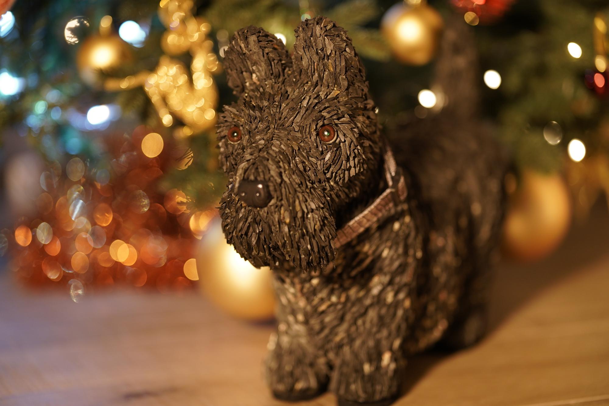 собака по кличке БоБо