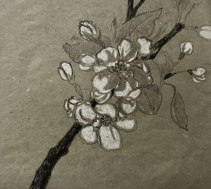 Ветка яблони