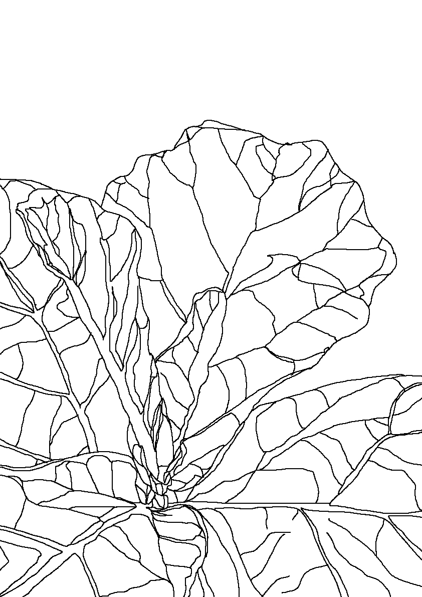 Цветная капуста